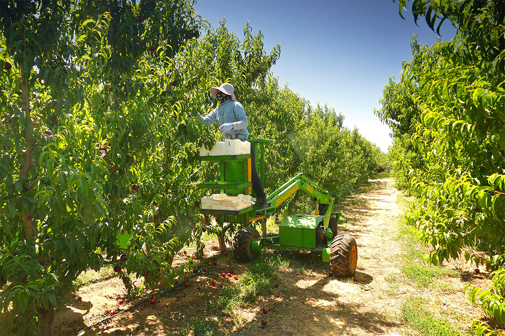 Image of a person on farm machinery, harvesting from a tree