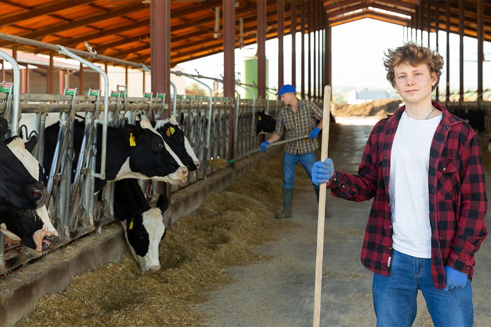 Image of a young person standing in a cattle shed, holding a broom, with cows in stalls