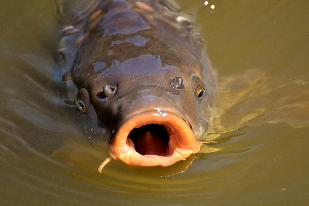 Image of a carp fish in water