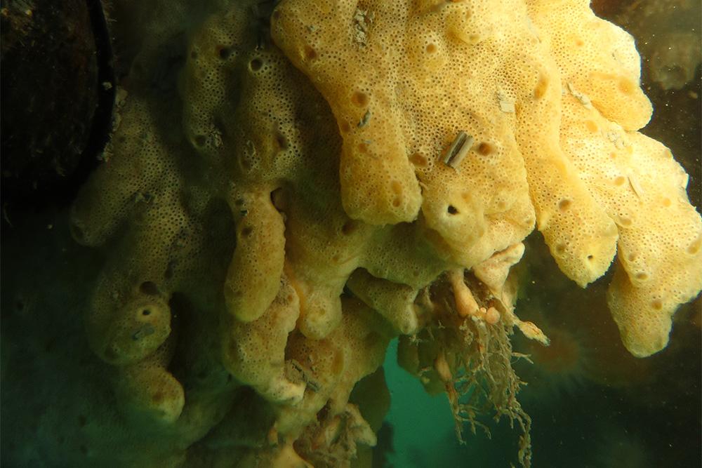 Close-up photo of carpet sea squirt in New Zealand.