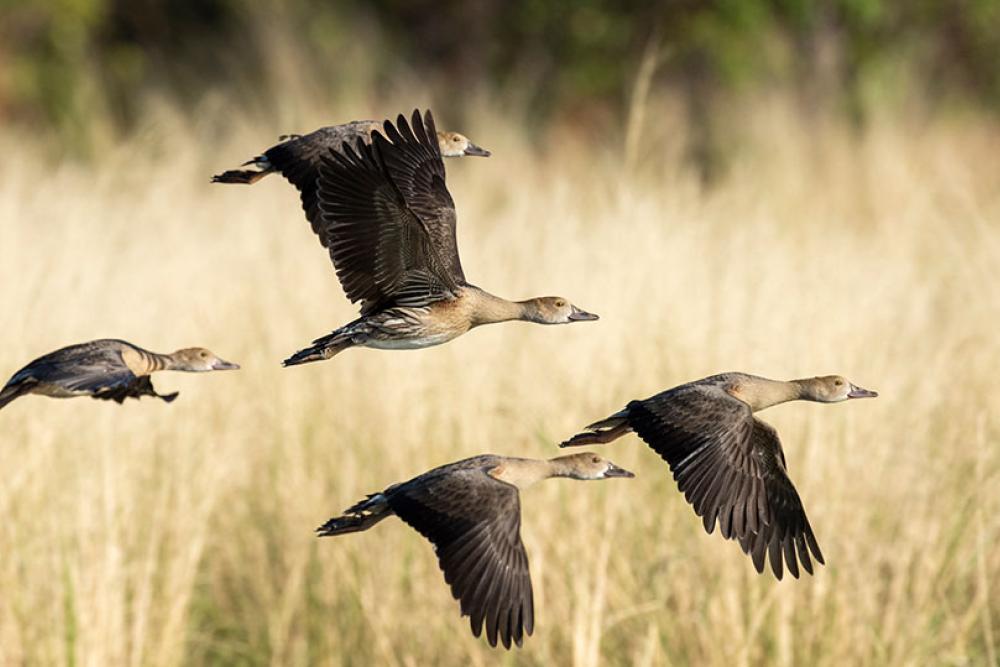 Whistler ducks in flight over a lagoon in far north Queensland, Australia