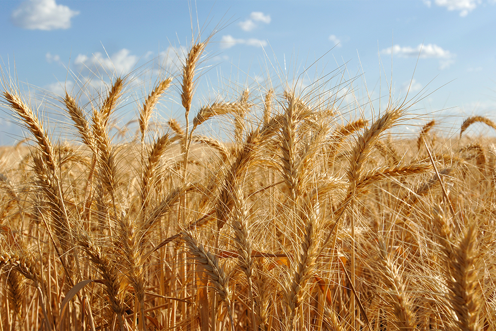 Image of a wheatfield with a blue sky and white clouds