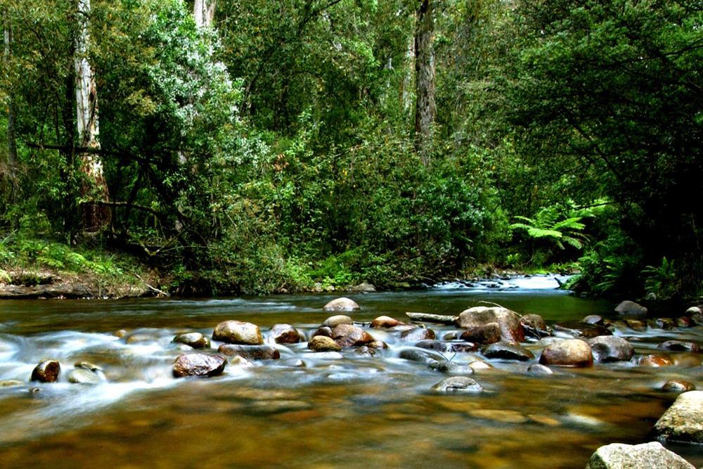 A forest and water