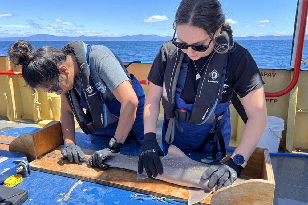 Two people working on a boat, measuring a small shark