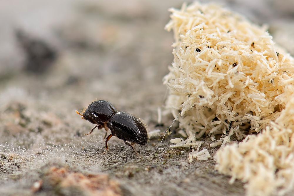 A small shot hole borer beetle on the surface of a tree next to frass.