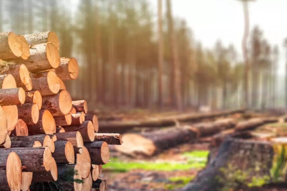 Image of a large pile of logs and other felled trees amongst a forest