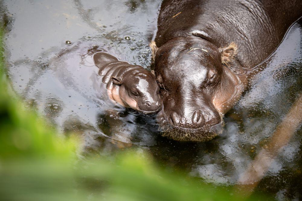 Image of a baby and adult hippo nestled together in water