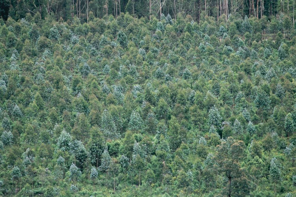 Image of a forest full of dark green trees