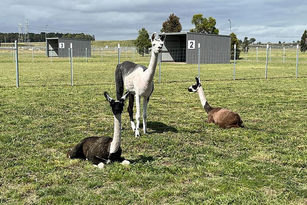 2 Llamas sitting and one standing in a grass paddock