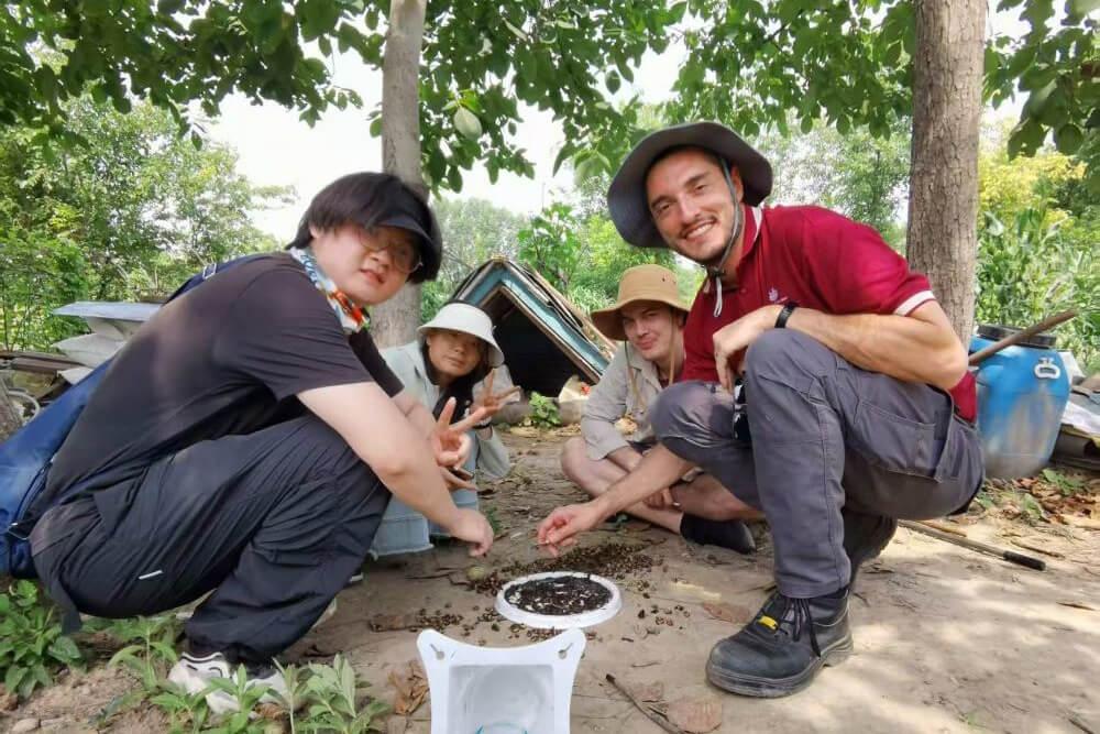 CABI and DAFF carrying out YSSB field tests