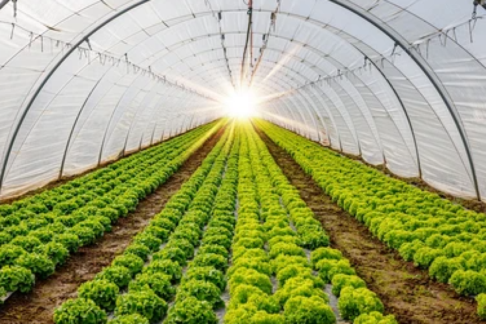 Plants growing in a large greenhouse tunnel