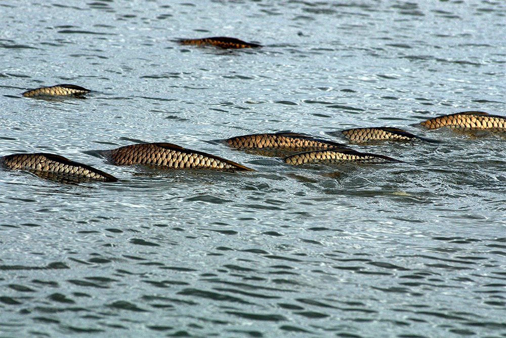 Image of a school of fish surfacing in a body of water