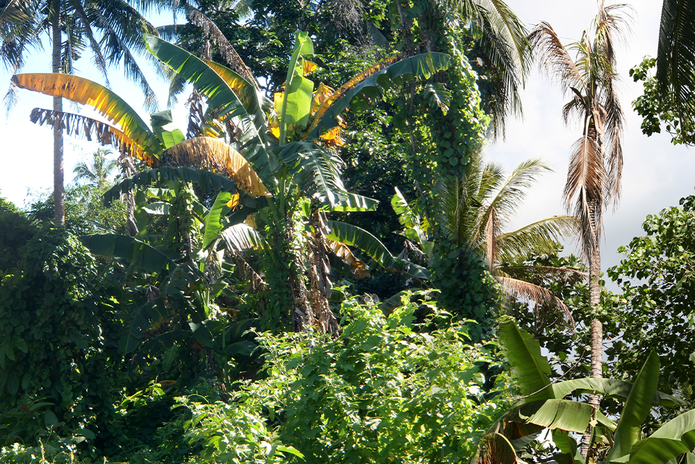 Image of a leafy forest canopy