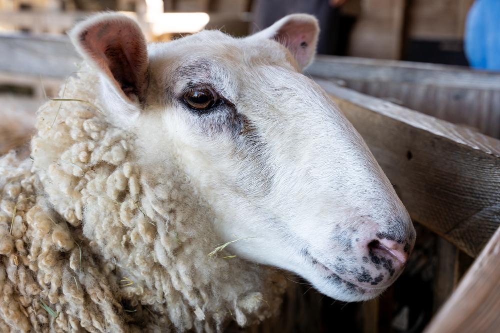 Close-up image of a sheep in a wooden pen