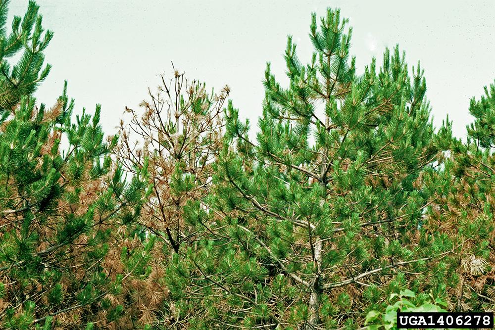 Image of Pine Wood nematode infected Black pine; Image credit: USDA Forest Service - North Central Research Station , USDA Forest Service, Bugwood.org