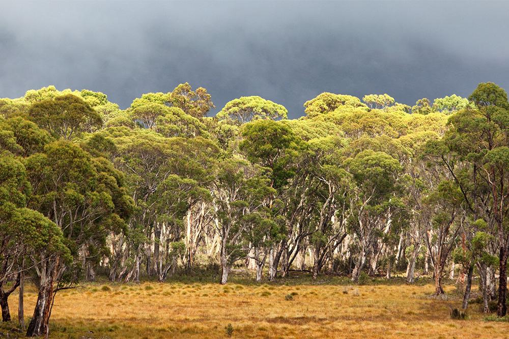 Image of a thick forest 