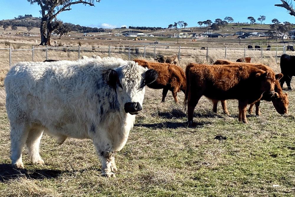 Image of fluffy cattle in a field