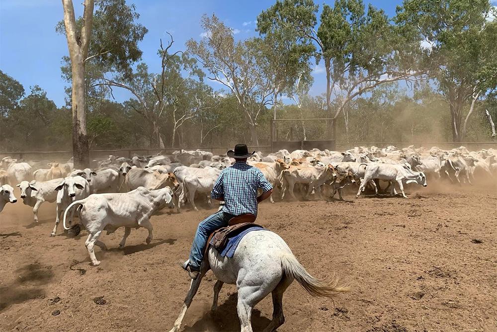 Image of a person on horseback mustering cattle.