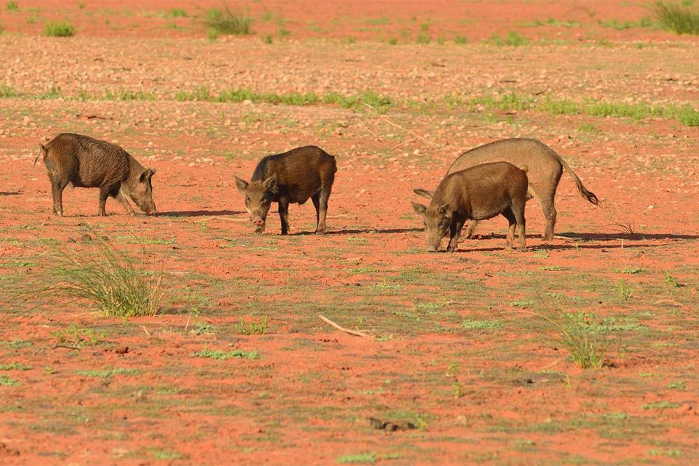 Image of three feral pigs in a field