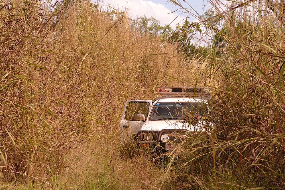 Image of an off-roading vehicle in long dry grass