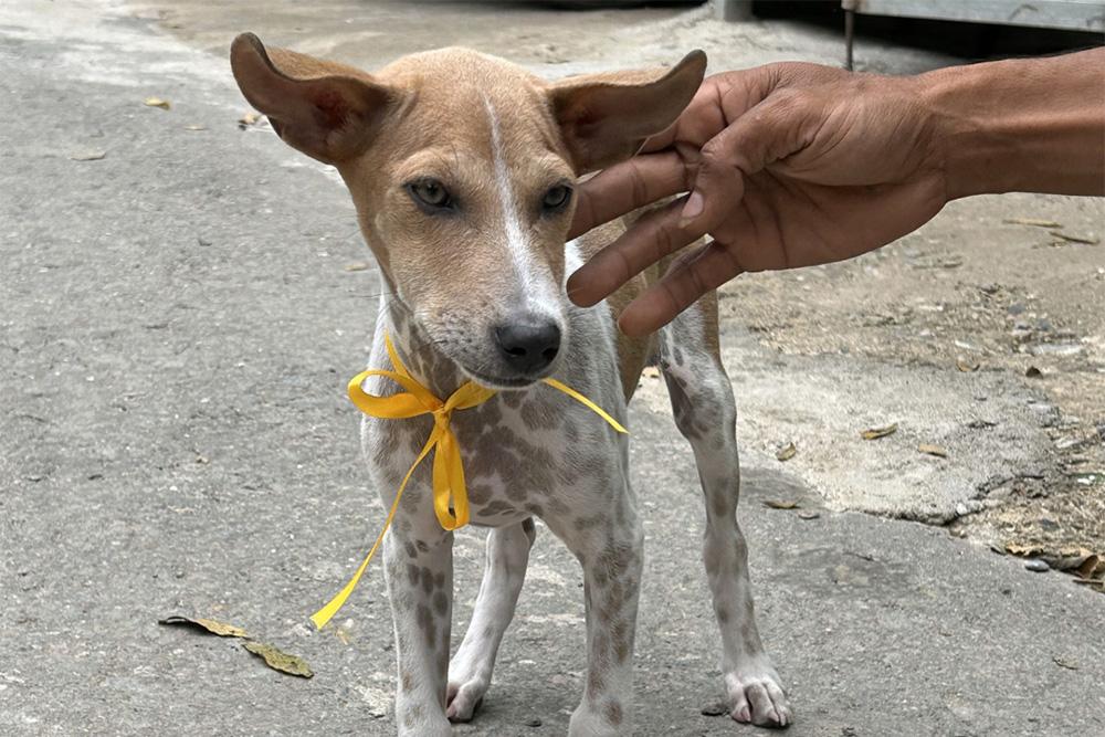 Image of a young brown and white spotted dog with a yellow ribbon tied around it's neck. It is being petted by a human hand. 