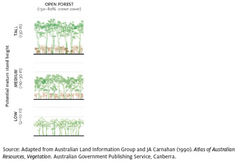 Open forest