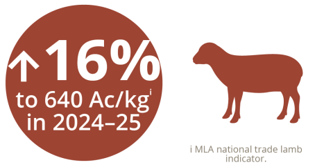 Sheep meat infographic